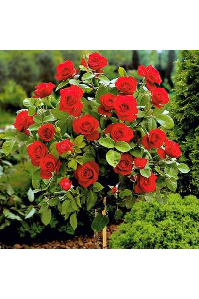 Штамбовая роза с насыщенно красными бутонами в саду.